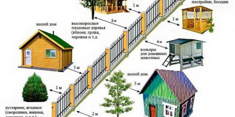 Дървета за отпадане на разстояние по санитарни правила: норми snip, sanpine и закон
